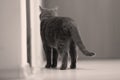 Back of British Shorthair cat portrait isolated Royalty Free Stock Photo