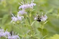 Back of a brown belted bumblebee on bergamot flower