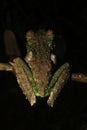 The back of a brown and green tree frog of the genus, Osteocephalus with that looks like moss Royalty Free Stock Photo