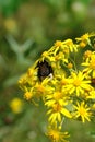 A back of a bumble bee, collecting nectar of the bright yellow flowers of the common ragwort Royalty Free Stock Photo