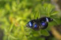 Back Butterfly with Blue Eyespots