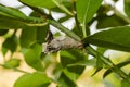 Back Of A Butterfly's Pupal Stage