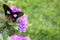 Back Butterfly on Purple Flowers Background