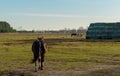 Back of a chestnut coloured horse running away Royalty Free Stock Photo