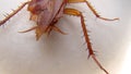 The back of a cockroach. close up of cockroach on white background. closeup cockroach isolated. american cockroach. insects, insec Royalty Free Stock Photo