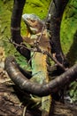 The back of the colourful exotic iguana resting in the zoo.