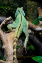 The back of the colourful exotic iguana resting in the zoo.