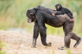 Common chimpanzee with a baby chimpanzee Royalty Free Stock Photo