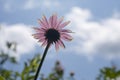 Back of a coneflower against the blue sky