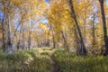 Back country road in the Fall Near Dolores Colorado Royalty Free Stock Photo