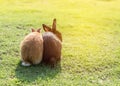 Back of couple sweety rabbits