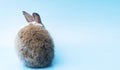 Back of cute adorable brown and white rabbit while sitting on isolated blue background. Lovely baby bunny alone sit on blue Royalty Free Stock Photo