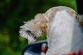 Back of cutely white short hair Shih tzu dog looking out of window with wind blown ears Royalty Free Stock Photo