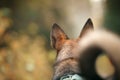 The back of a dog ears and head stand out against a soft-focus natural background Royalty Free Stock Photo