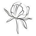 Elegant outline sketching of peony flowers, vector illustration.