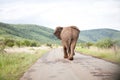 Back of elephant walking Royalty Free Stock Photo