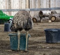 Back of an Emu housed at Ostrichland in Buellton, California