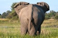 Back End of an Elephant Royalty Free Stock Photo
