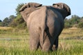 Back End of an Elephant