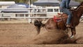 Horse In Calf Roping Event At Australian Country Rodeo