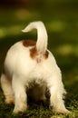 Back end of a puppy