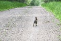 The back end of a rabbit as it runs down a road Royalty Free Stock Photo