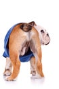 Back of an english bulldog puppy Royalty Free Stock Photo