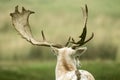 Back of a Fallow deer's head Royalty Free Stock Photo