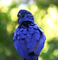 Back feathers of an indigo macaw