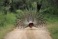 Back feathers of peacock on road