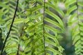 Back of Fern green leaves with spore texture and daylight background Royalty Free Stock Photo