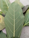 Back ficus religiosa green leaf backgrounds and textures closeup for wallpaper interior design