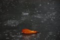 Back-focused shot of the raindrops on the granite floor with a dry leaf in the front.