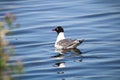 The back of a Franklin`s Gull swimming on water Royalty Free Stock Photo