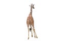 Back of giraffe isolated Royalty Free Stock Photo