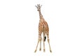 Back of giraffe isolated on white background Royalty Free Stock Photo