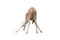 Back of giraffe isolated on white background Royalty Free Stock Photo