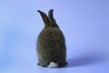 Back of gray bunny rabbit with long ears on blue background. celebrate Easter holiday and spring coming concept