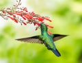 Back of a green hummingbird flying towards red flowers Royalty Free Stock Photo