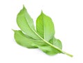 Back of green leaf of amorphophallus paeoniifolius & x28;dennst.& x29; Royalty Free Stock Photo