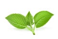 Back of green leaves Country Borage,Indian Borage Royalty Free Stock Photo