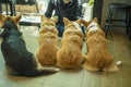 Back of Group adorable pembroke welsh corgi puppy looking at owner while sitting together at home. Friendly fluffy active brown