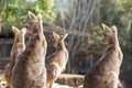 back of a group of Eastern gray kangaroo Royalty Free Stock Photo