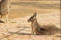 Back of a group of Eastern gray kangaroo Royalty Free Stock Photo