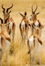 Back group of Springbok