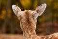 Back of head European fallow deer Royalty Free Stock Photo