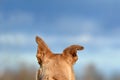 Back of the head with floppy ear of a light brown shepherd mix dog in front of blue sky