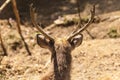 Back of the horn of the Sambar deer live in Padmaja Naidu Himalayan Zoological Park at Darjeeling, India