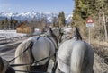 Back of horses hauling a picturesque chariot on a mountain road, Seefeld, Austria Royalty Free Stock Photo