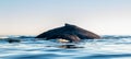 Back of Humpback whale mother and baby cub. Humpback whale swimming in the Pacific Ocean. Back of the whale on the surface of the Royalty Free Stock Photo